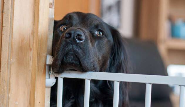 Dog at stair gate