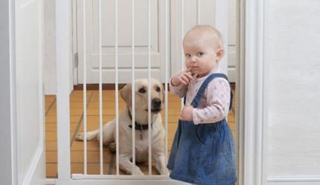 Toddler standing in front of gate with a dog sitting behind it