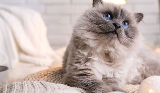 Cat on ottoman