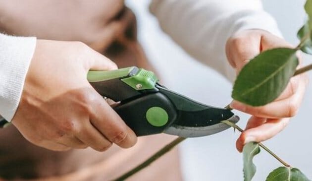Woman pruning flowers